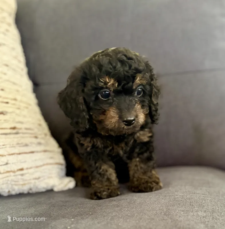 Cody – Cavapoo puppy for sale in Shelbyville, IN
