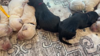 Gunner, a male Goldendoodle for sale in Shelbyville, IN – 7 of 7