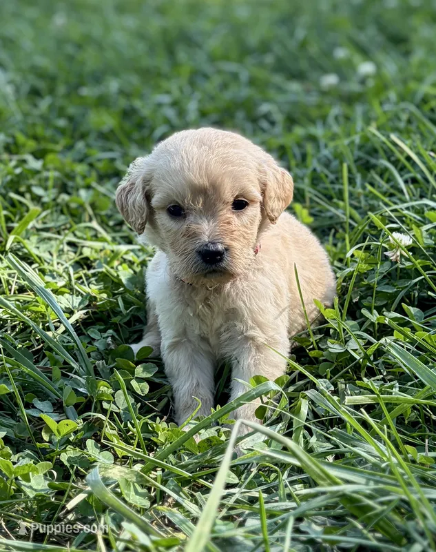 Goldie – Goldendoodle puppy for sale in Shelbyville, IN