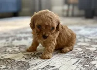 Colt, a male Cavapoo for sale in Shelbyville, IN – 4 of 7