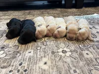 Gus, a male Goldendoodle for sale in Shelbyville, IN – 5 of 6
