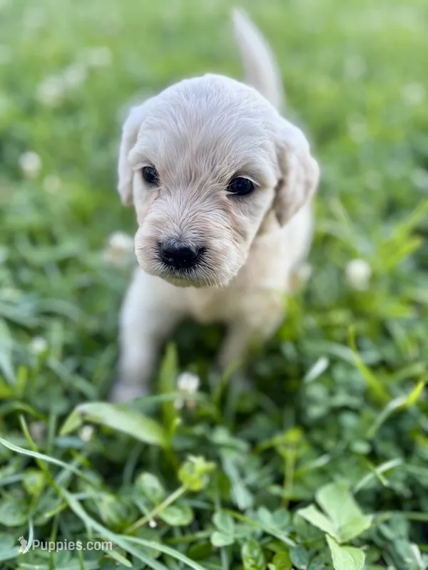 Gus – Goldendoodle puppy for sale in Shelbyville, IN