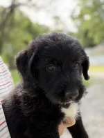 Lady, a female Labradoodle for sale in Shelbyville, IN – 5 of 7