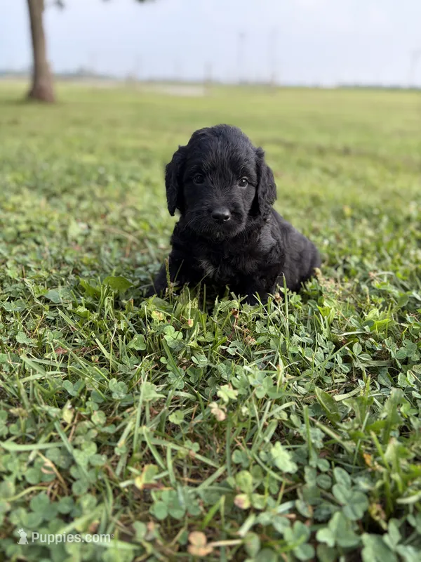Greg  – Goldendoodle puppy for sale in Shelbyville, IN
