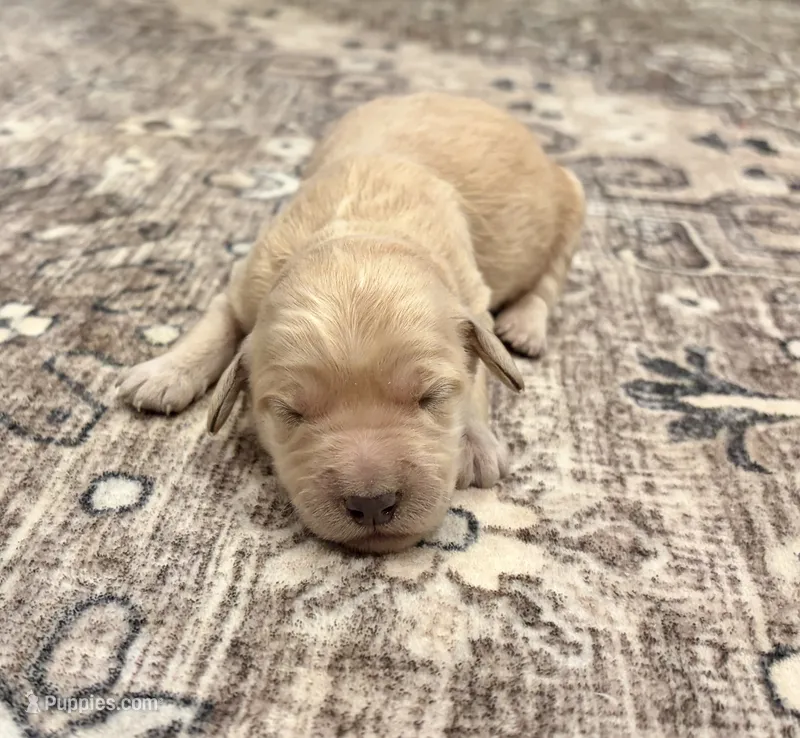 Goldie – Goldendoodle puppy for sale in Shelbyville, IN