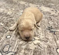 Goldie, a female Goldendoodle for sale in Shelbyville, IN – 1 of 5
