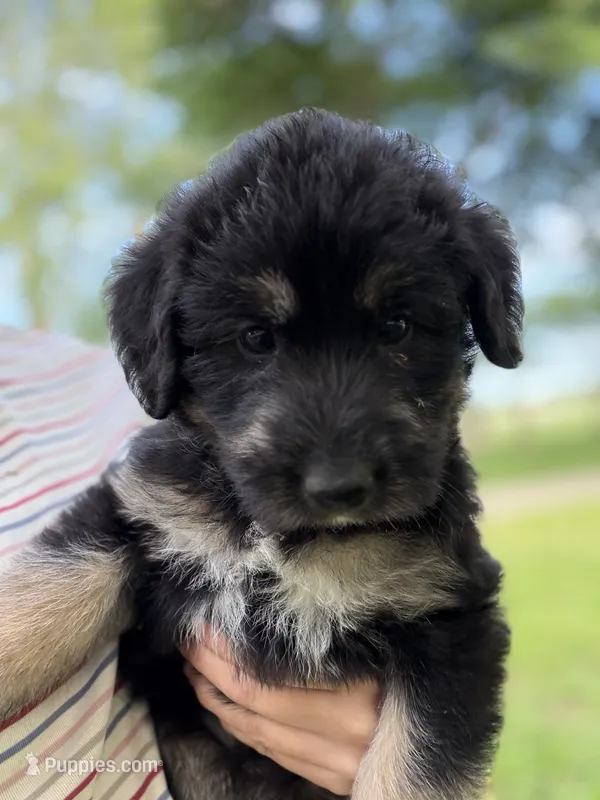 Luna – Labradoodle puppy for sale in Shelbyville, IN