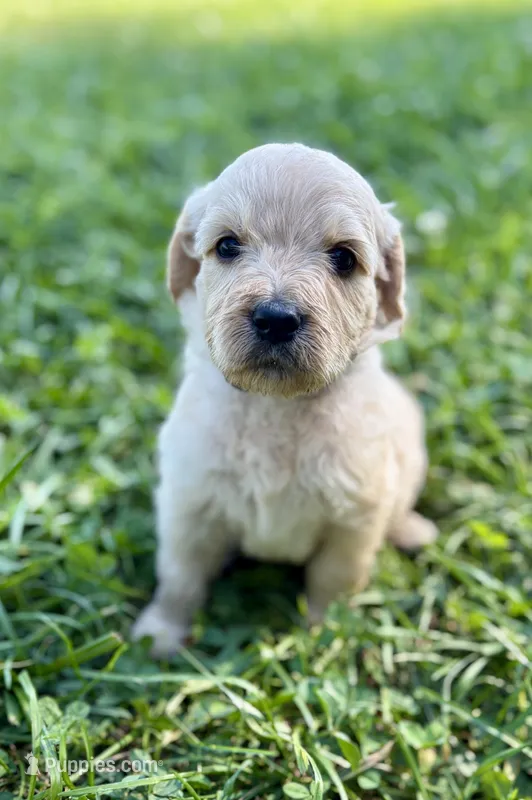 Gizmo – Goldendoodle puppy for sale in Shelbyville, IN