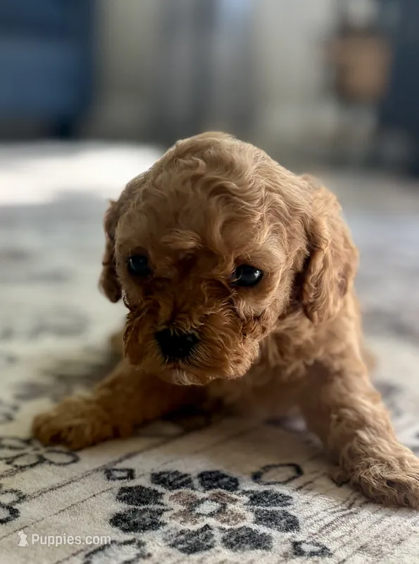 Colt – Cavapoo puppy for sale in Shelbyville, IN