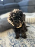 Darcy, a female Cavapoo for sale in Shelbyville, IN – 3 of 4
