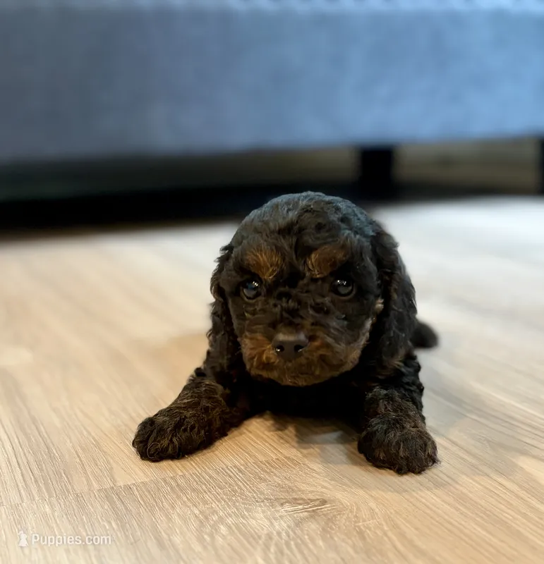 Cody – Cavapoo puppy for sale in Shelbyville, IN