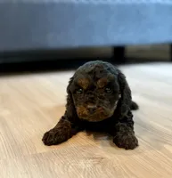 Cody, a male Cavapoo for sale in Shelbyville, IN – 1 of 7
