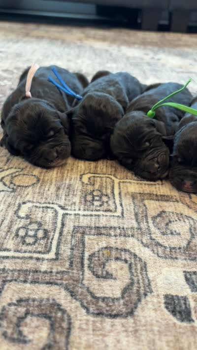 Lincoln, a male Labradoodle for sale in Shelbyville, IN – 5 of 5