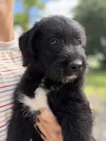 Lady, a female Labradoodle for sale in Shelbyville, IN – 4 of 7
