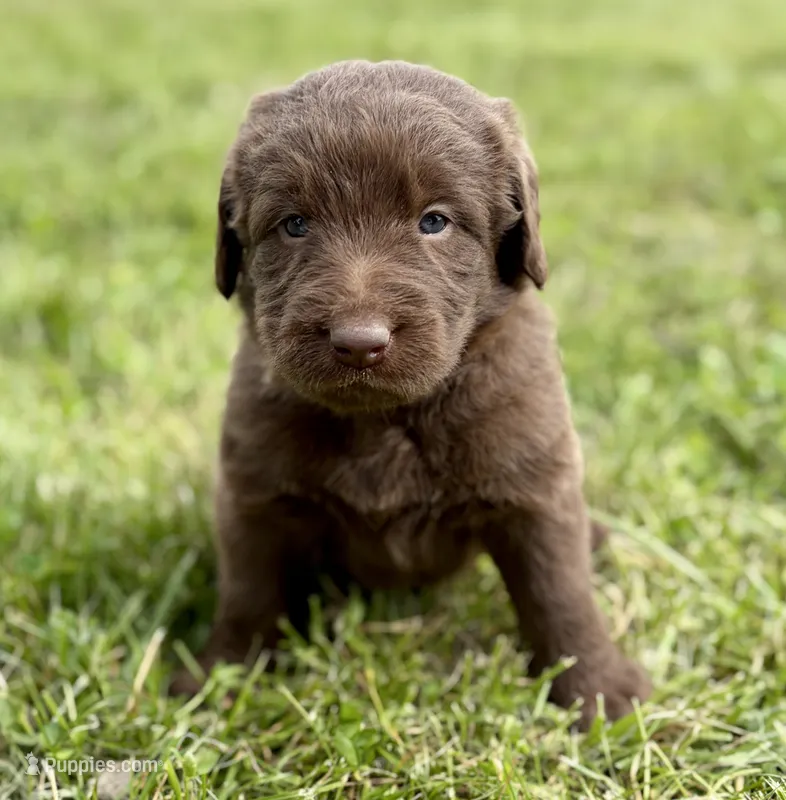 Lila – Labradoodle puppy for sale in Shelbyville, IN