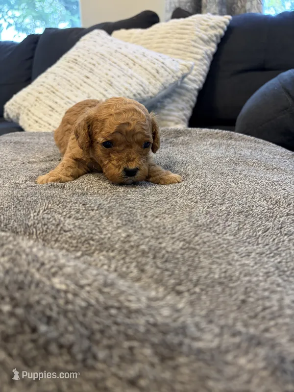 Colt – Cavapoo puppy for sale in Shelbyville, IN