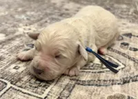 George, a male Goldendoodle for sale in Shelbyville, IN – 3 of 6