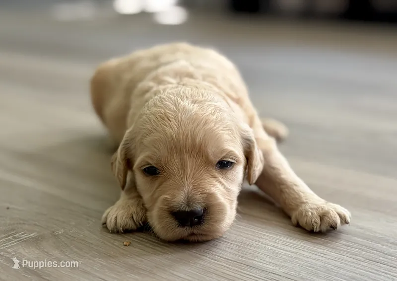 Gizmo – Goldendoodle puppy for sale in Shelbyville, IN
