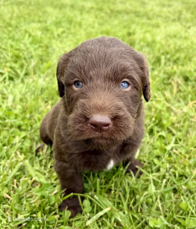 Leo – Labradoodle puppy for sale in Shelbyville, IN