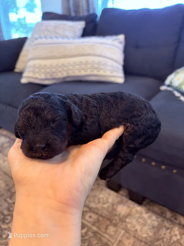 Cody – Cavapoo puppy for sale in Shelbyville, IN