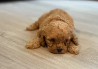 Colt, a male Cavapoo for sale in Shelbyville, IN – 6 of 7