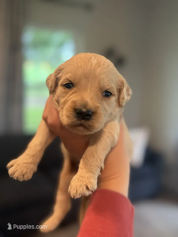 Gizmo – Goldendoodle puppy for sale in Shelbyville, IN
