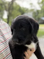 Lady, a female Labradoodle for sale in Shelbyville, IN – 3 of 7