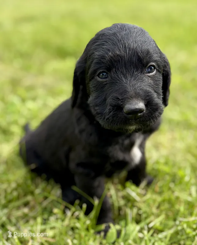 Lincoln – Labradoodle puppy for sale in Shelbyville, IN