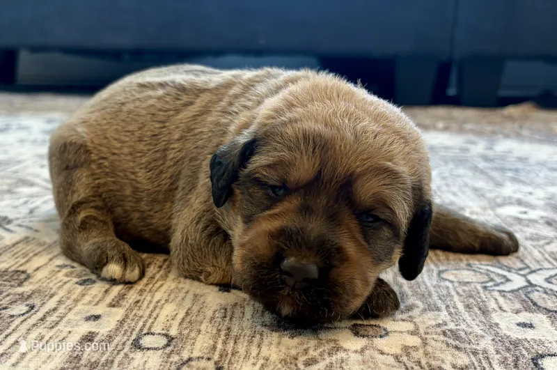 Lando – Labradoodle puppy for sale in Shelbyville, IN