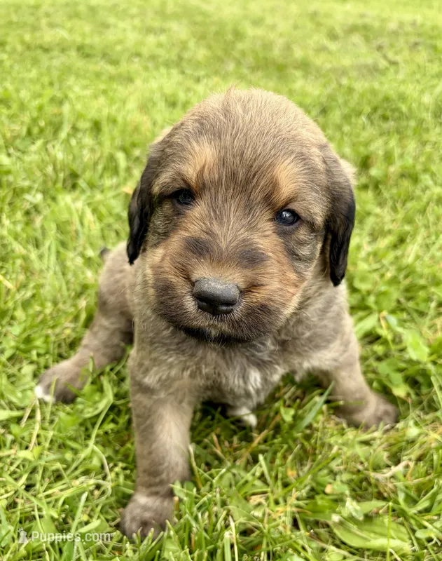 Lando – Labradoodle puppy for sale in Shelbyville, IN
