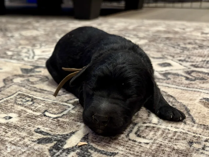 Greg  – Goldendoodle puppy for sale in Shelbyville, IN