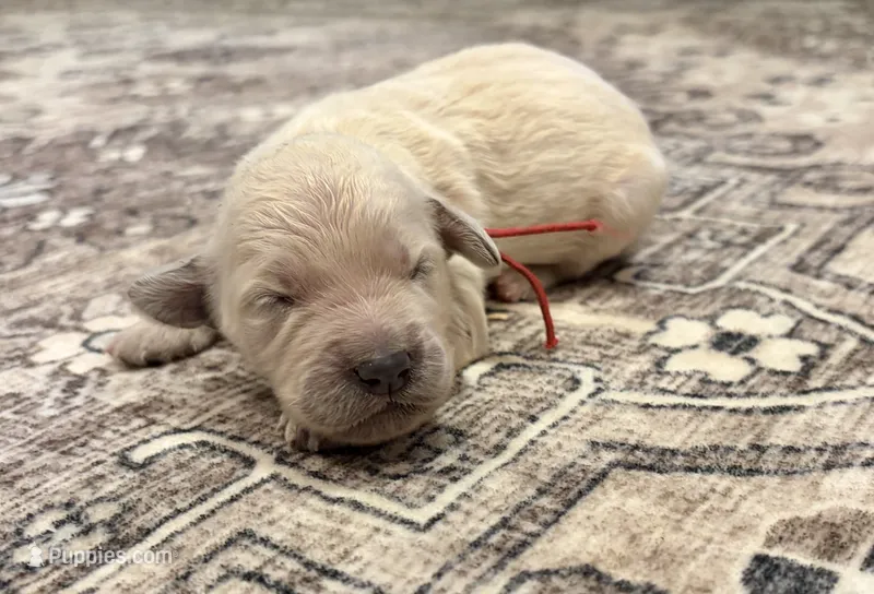 Gunner – Goldendoodle puppy for sale in Shelbyville, IN