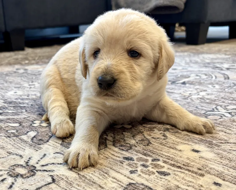 Lucy – Labradoodle puppy for sale in Shelbyville, IN