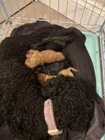 Darcy, a female Cavapoo for sale in Shelbyville, IN – 4 of 4