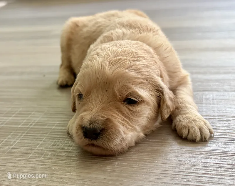 Goldie – Goldendoodle puppy for sale in Shelbyville, IN