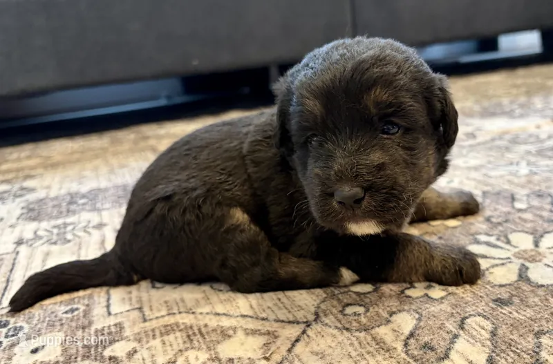Luna – Labradoodle puppy for sale in Shelbyville, IN