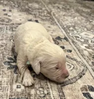 Ginger, a female Goldendoodle for sale in Shelbyville, IN – 2 of 6