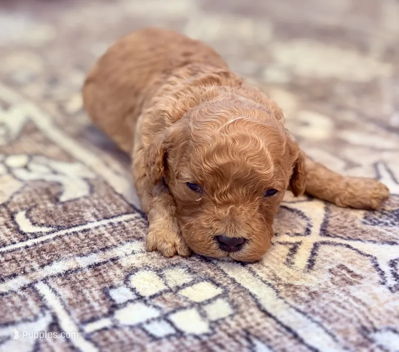 Colt – Cavapoo puppy for sale in Shelbyville, IN