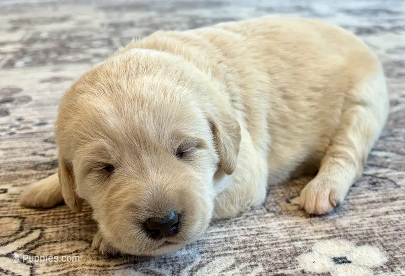 Lucy – Labradoodle puppy for sale in Shelbyville, IN