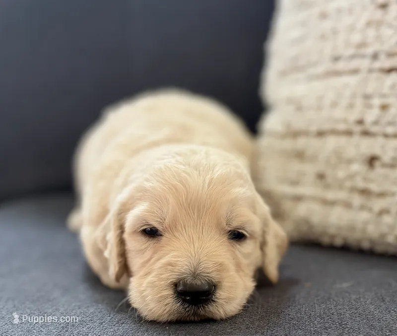 Gunner – Goldendoodle puppy for sale in Shelbyville, IN