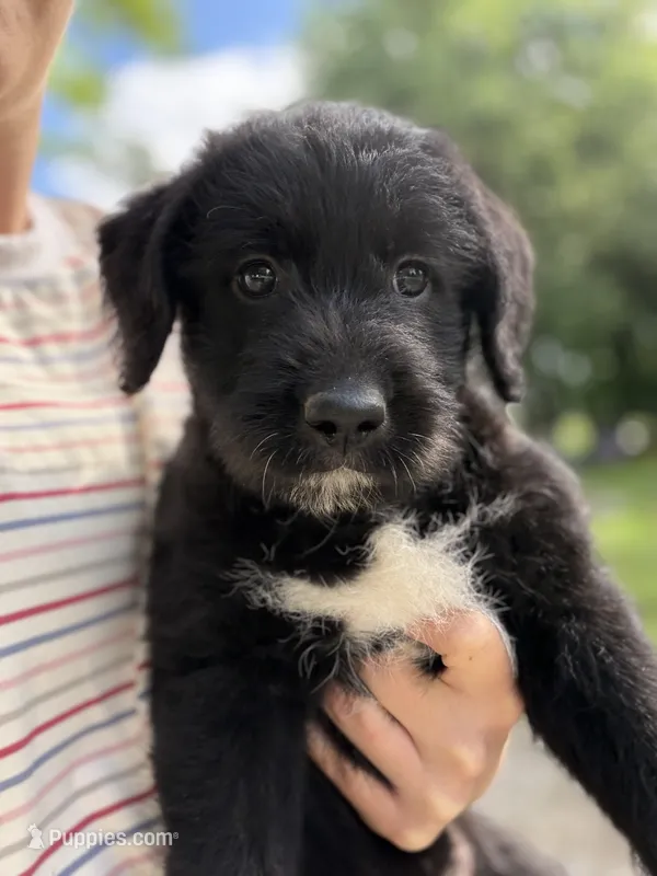 Lady – Labradoodle puppy for sale in Shelbyville, IN