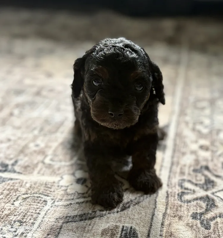 Cody – Cavapoo puppy for sale in Shelbyville, IN