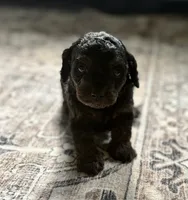 Cody, a male Cavapoo for sale in Shelbyville, IN – 3 of 7