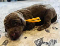 Leo, a male Labradoodle for sale in Shelbyville, IN – 2 of 5