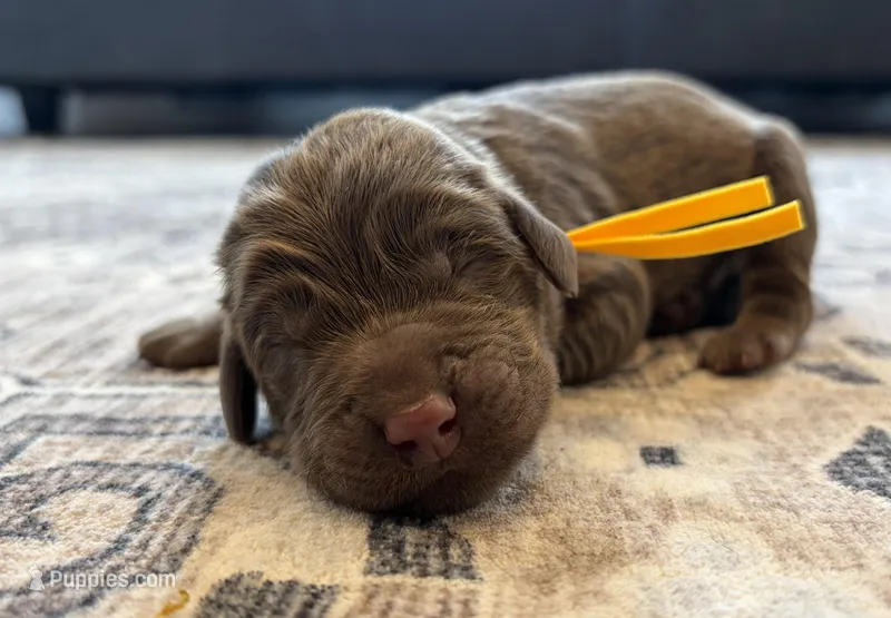 Leo – Labradoodle puppy for sale in Shelbyville, IN