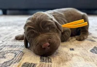 Leo, a male Labradoodle for sale in Shelbyville, IN – 1 of 5