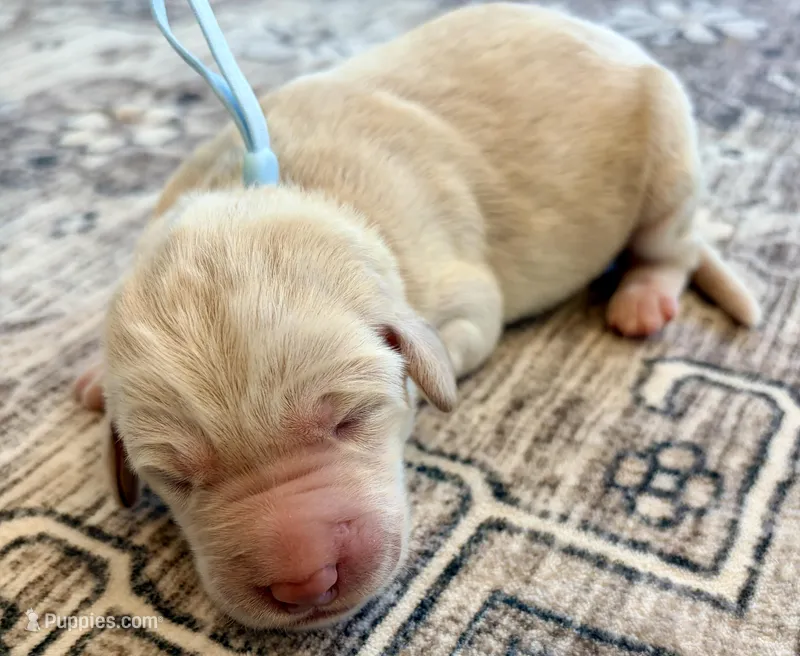 Lucy – Labradoodle puppy for sale in Shelbyville, IN