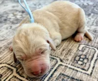 Lucy, a female Labradoodle for sale in Shelbyville, IN – 1 of 3