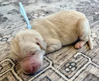 Lucy, a female Labradoodle for sale in Shelbyville, IN – 3 of 3