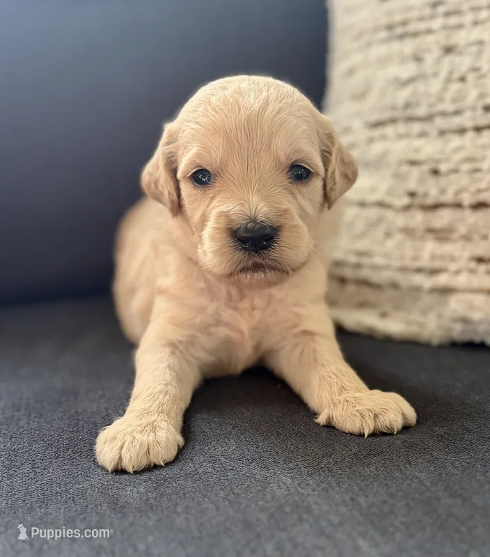 Gizmo – Goldendoodle puppy for sale in Shelbyville, IN